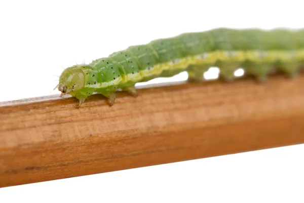 stock image Green caterpillar