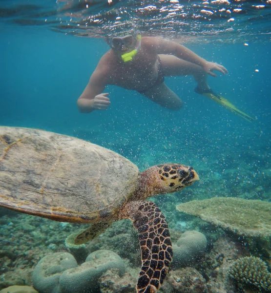 Man swimming with terrapin on coral reef in blue water — Stock Photo, Image