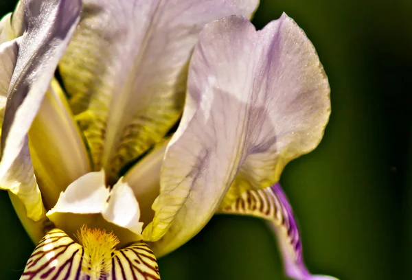 stock image Iris flower