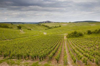 Sancerre üzüm bağları