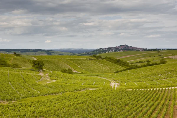 Winnice Sancerre — Zdjęcie stockowe