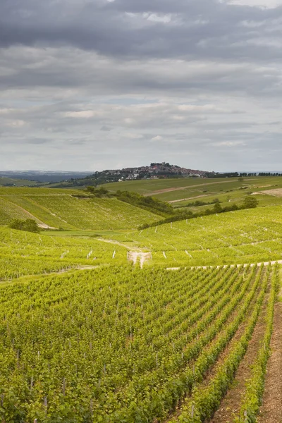 Sancerre üzüm bağları