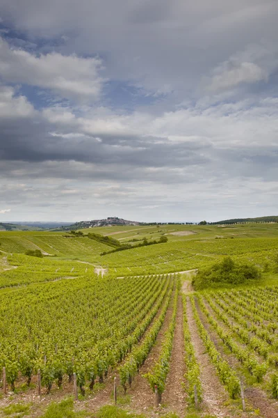 stock image Sancerre vineyards