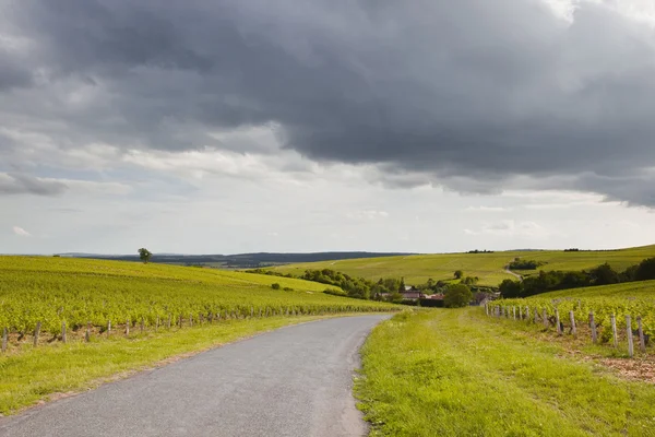 stock image Sancerre vineyards