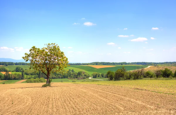 Rural Landscape — Stock Photo, Image