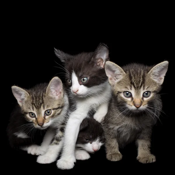 Vier junge Katzen — Stockfoto