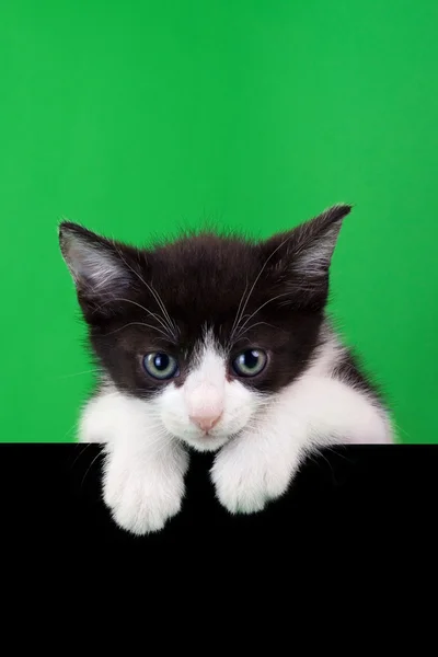 Mały kot wyłącznik — Zdjęcie stockowe