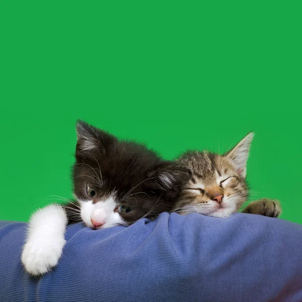 Двох домашніх кішок — стокове фото