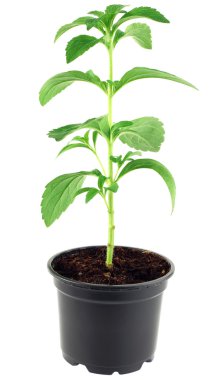 Stevia rebaudiana kesme