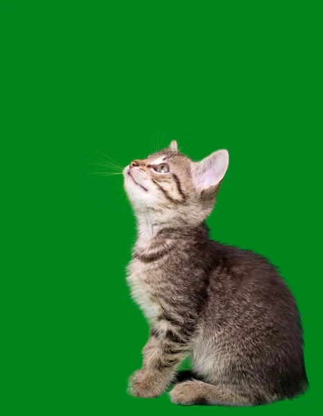 Domestic Tabby Cat Cutout — Stock Photo, Image
