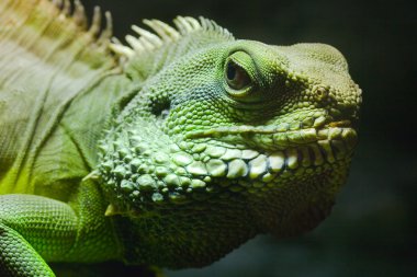 Yeşil iguana