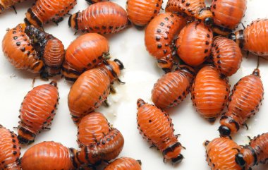 Potato Beetle Larva clipart