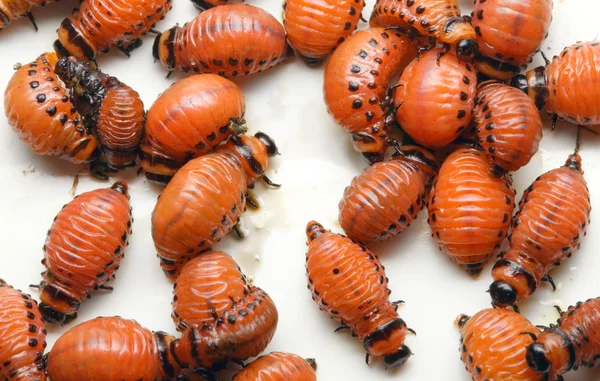 Личинки колорадського жука — стокове фото