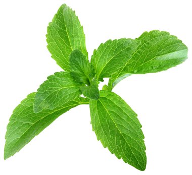 Stevia rebaudiana kesip yapraklar