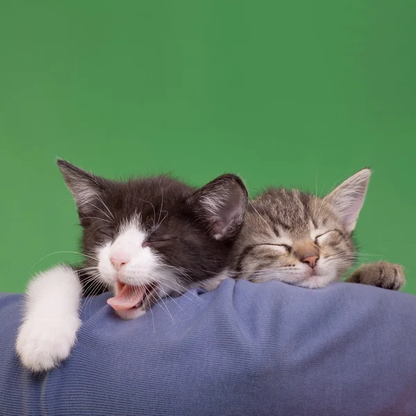 Álmodozó macskák — Stock Fotó