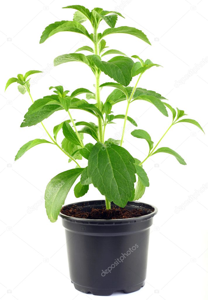 Stevia Rebaudiana Plant CutOut