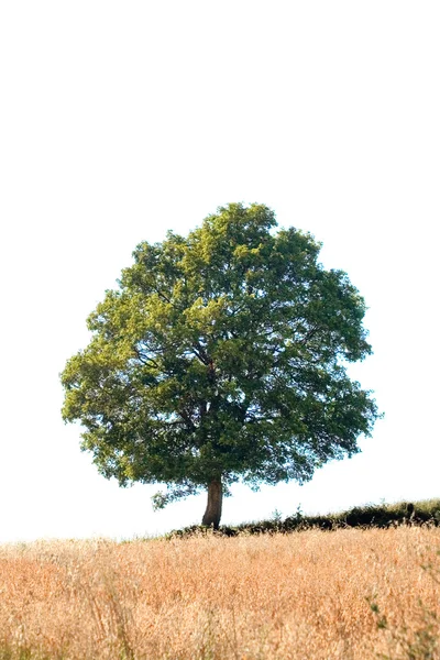 오크 나무 컷아웃 — 스톡 사진