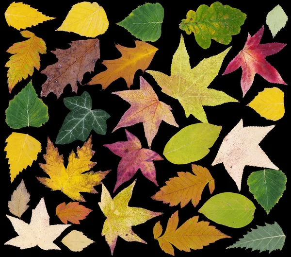 Autumn Leafs Cut Out — Stock Photo, Image