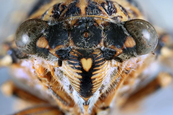 Cicade hoofd close-up — Stockfoto
