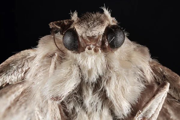 stock image Butterfly Moth