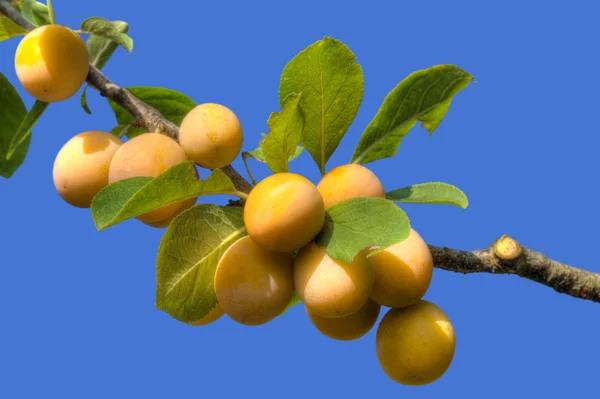 Branche de prune jaune — Photo