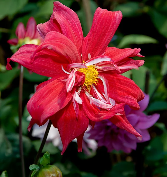 Il bellissimo fiore viola — Foto Stock