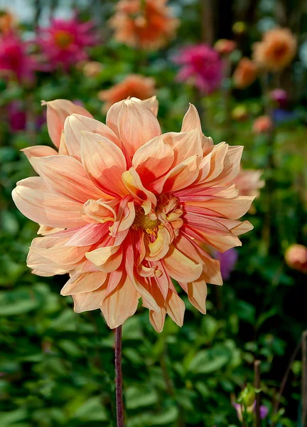 Den vackra lila blomman — Stockfoto