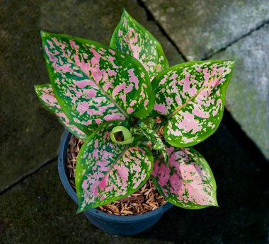 pot caladium