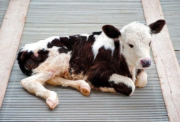 The Young calf in farm — Stock Photo, Image