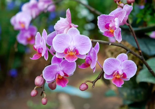A bela orquídea — Fotografia de Stock