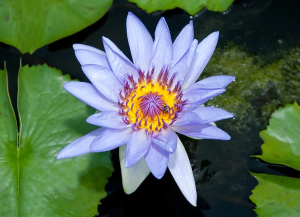De prachtige lotus op de vijver — Stockfoto