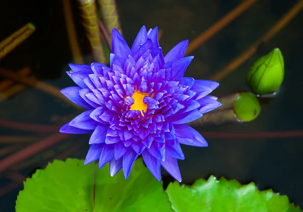 El hermoso loto en el estanque — Foto de Stock