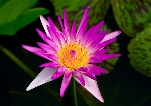 Der schöne Lotus auf dem Teich — Stockfoto