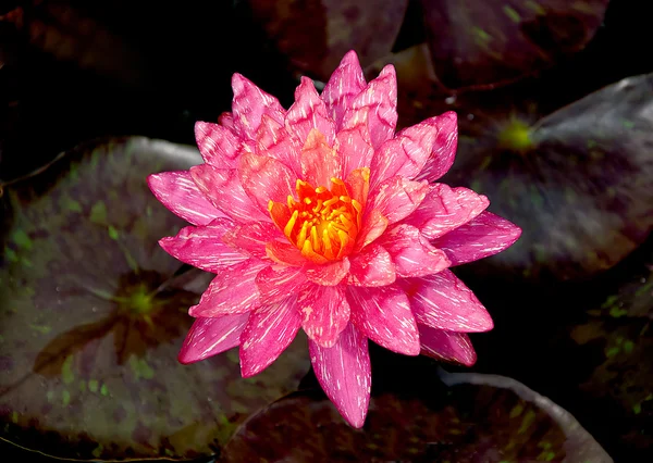 Vackra lotus dammen — Stockfoto
