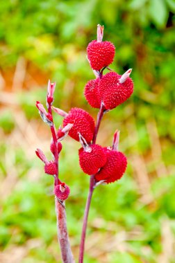 The Red Flower