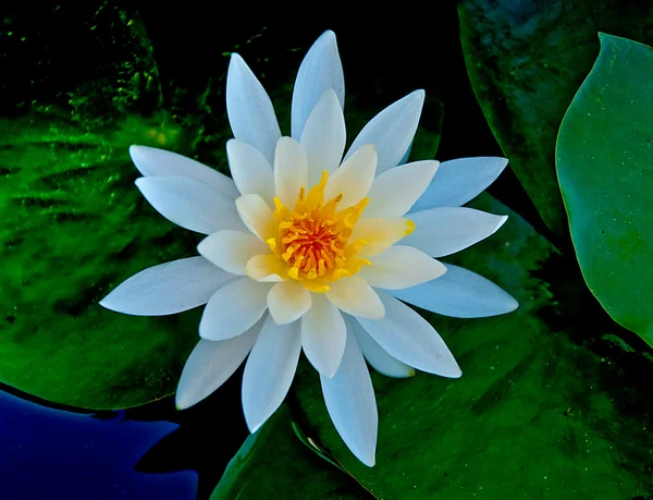 De close-up lotus op de vijver — Stockfoto