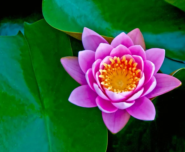 Closeup lotus na rybníku — Stock fotografie