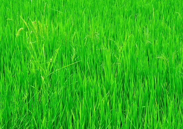 O arroz jovem verde no arroz de campanha — Fotografia de Stock