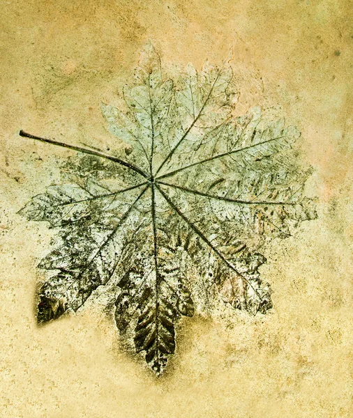 시멘트 바닥 배경에 포도 잎의 인쇄물 — 스톡 사진