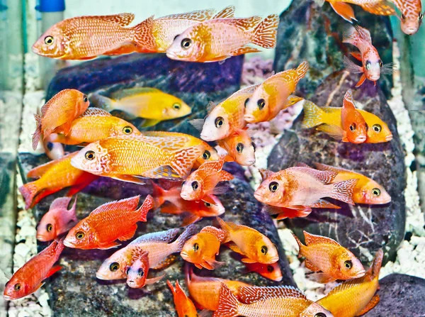 The Cichlid fish — Stock Photo, Image
