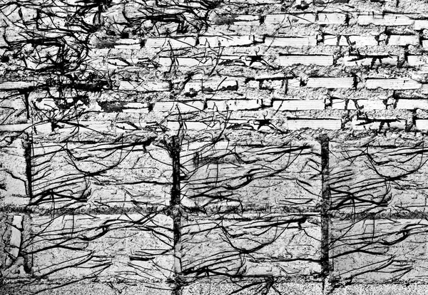 A parede de tijolo velho abstrato e fundo de raízes de árvore — Fotografia de Stock