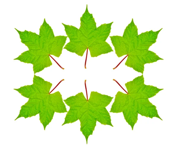 A folha verde isolada no fundo branco — Fotografia de Stock