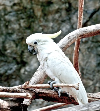 güzel, Kakadu