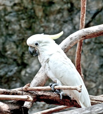 The Beautiful of cockatoo clipart