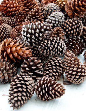 The Pine cone clipart