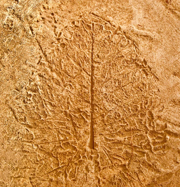 The Imprint leaf on cement floor background — Stock Photo, Image