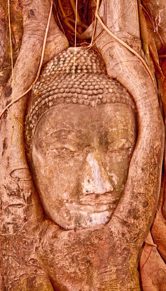 Buda berbat durum ve wat mahathat yapılan ayuttha Tapınağı — Stok fotoğraf
