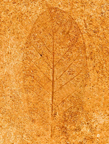 The Imprint leaf on cement floor background — Stock Photo, Image