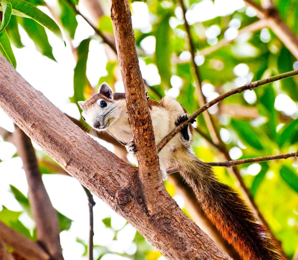 Das junge Eichhörnchen — Stockfoto