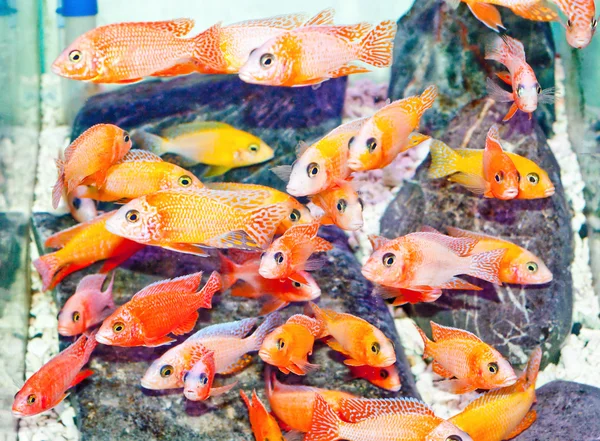 El pez Cichlid — Foto de Stock